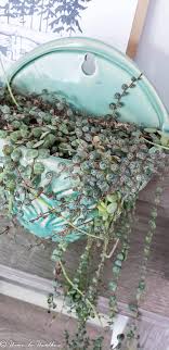 Maybe you would like to learn more about one of these? String Of Turtles Care Guide And Tips