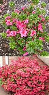 Nuccio S Wild Cherry Dwarf Azalea Macrantha Satsuki Hybrid Zone 7 9 Part Full Sun Prefers Dappled Shade Or Morning Flowering Bushes Dwarf Azaleas Azaleas