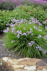 Image result for Tulbaghia friesii