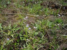 Image result for Denekia