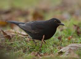 All Black Bird With Black Beak Scandinavian Blackbird 1st Winter Male It S My Understanding That Our Uk Blackbirds Develop Their Yellow Beaks In The First W Black Bird Animals Country Park