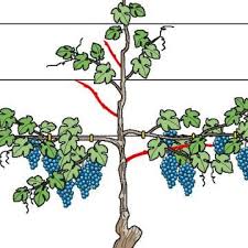 Weinreben Am Spalier Im Sommer Schneiden Weinrebe Garten Bepflanzen Krautergarten Design