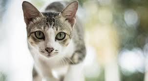 She wears two different kinds of outfits in the series. Katze