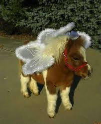 We did not find results for: Miniature Horse W Angel Wings Miniature Horse Cute Animals Cute Horses