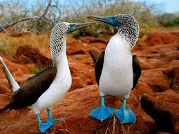 Guide to download apk bundle. Bird Wallpaper Desktop Wallpapers Beautiful Birds Desktop 1024x768 Download Hd Wallpaper Wallpapertip