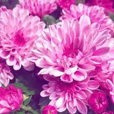 The latest coupons and promo codes of avas flowers can be found here: 25 Carnations Ideas In 2021 Carnations Avas Flowers Flowers