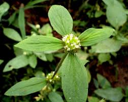 Image result for Rubiaceae