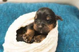Rottweiler puppies like to chew. Newborn Puppies Rottweiler Www Braniganphotography Com Newborn Puppies Puppies Rottweiler Puppies