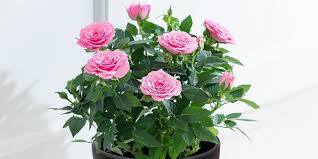 Maybe you would like to learn more about one of these? How To Care For An Indoor Rose Plant Blossoming Gifts