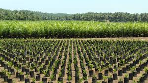 Our customers consist of big plantation owners and numerous oil palm companies. Oil Palm Nursery Nr Bengkulu Sumatra C James Anderson World Resources Institute On Flickr Cc By Nc Sa 2 0 Min Spott Org