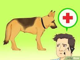 Is there such a thing as a white german shepherd? 3 Ways To Make Your German Shepherd Gain Weight Wikihow Pet