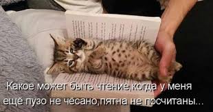 чем больше я узнаю людей тем больше я люблю собак Kotomatrica Krut Yumor Pro Koshek Smeshnye Fotografii Zhivotnyh Smeshnye Koshki