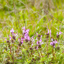 The perennial, also known as creeping thistle, is considered noxious in most of the continental u.s. How To Treat And Control Henbit