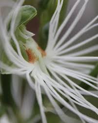 Image result for Habenaria macrandra