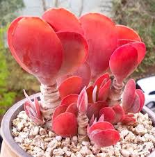 Pin On Kalanchoe