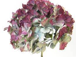 As hydrangeas are such wonderful flowers. Dried Hydrangea Flower Head Red Small Dried Flowers Shop