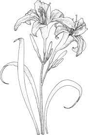 Coloriage Tige De Lys Avec Deux Fleurs Coloriages A Imprimer Gratuits Flower Drawing Flower Sketches Drawings