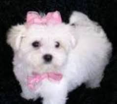 Two female maltese puppies are available. Maltese Puppies For Adoption Fantastic Tea Cup Maltese Puppies For Adoption Birmingham Al Maltese Puppy Teacup Puppies Maltese Puppy Adoption