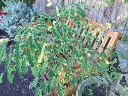 Mexican Bird Of Paradise Images Mexican Bird Of Paradise Caesalpinia Mexicana Birds Of Paradise Backyard Plants