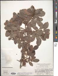 Image result for Searsia gueinzii