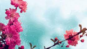 Some roses are extremely aromatic and lots of perfumes are made from the oil in roses. Best Spring Video Background Gifs Gfycat