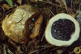 Image result for Scleroderma polyrhizon