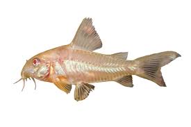 Corydoras Catfish Care Sheet