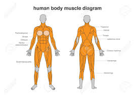 Muscle chart male body parts black background. Woman Body Muscles Diagram In Full Length Front And Back Side Royalty Free Cliparts Vectors And Stock Illustration Image 128050574