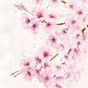 Shop art.com for the best selection of cherry blossoms canvas wall art online. 1