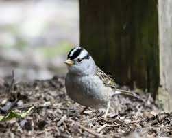 A nature lover at heart, audrey addison has a particular passion for the birds of the pacific northwest. Pacific Northwest Birds