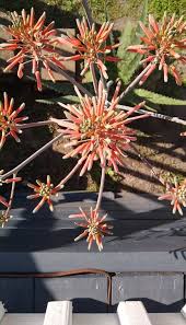 Image result for Orbea maculata