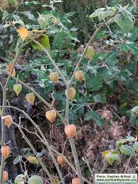 Image result for Physalis peruviana