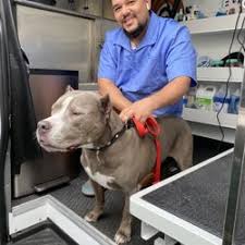 Dog grooming salons give special care to elderly dogs who might need to take frequent potty breaks or rests between services. Best Mobile Dog Groomers Near Me June 2021 Find Nearby Mobile Dog Groomers Reviews Yelp