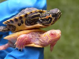 Yellow bellied slider turtles can reach sizes between 8 and 13 inches in length, and can weight between 4 and 8 pounds.there are a lot of factors that will determine how big a turtle will get, here is a list of the most important factors: Albino Turtles ç™½åŒ–é¾Ÿ Turtle Morphs Rare Turtles