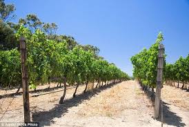 Pin On The Western Cape Winelands
