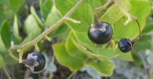 Image result for Solanum
