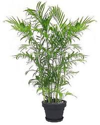 Goldfruchtpalme Mediterrane Pflanze Grosse Exotische Zimmerpalme Fur Die Wohnung Ebay Pflanzen Zimmerpflanzen Garten