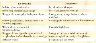 Check spelling or type a new query. Respirasi Dan Fotosintesis