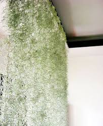 Inspiration Living Curtains Air Plants Plant Display Ideas Airplant Wall