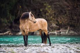 Morgan (pferd) — morgan morgan: Andalusier Hengst Steht Vor Fluss Pre Buckskin Pferd Bilder Foto Fotografie Fotoshooting Pferdefo Pferde Fotografie Pferdefotografie Andalusier