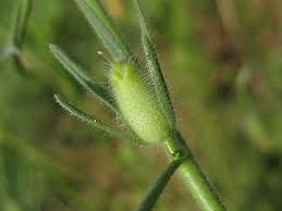 Image result for Misopates