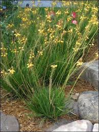 Image result for Bulbine capitata