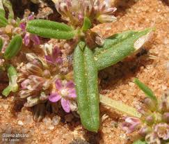 Image result for Gisekia africana