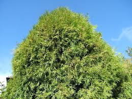 Image result for Cupressus funebris