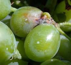 Image result for Lobesia botrana grapevine