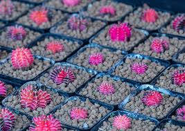 © provided by the i the rare amazonian cactus called the moonflower at cambridge university's botanic garden blossoms but the flower decided to blossom during the day instead, despite it mr summers said: Guide To Moon Cactus How To Grow Care For Gymnocalycium Mihanovichii