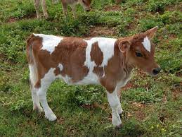 White Star Miniature Jerseys - 2019 Mjhb Jersey Cow Jersey Cattle Mini Cows