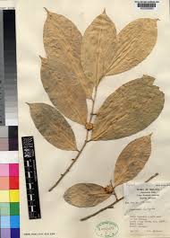 Image result for Suregada