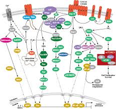 overview of immunology cell signaling technology