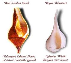 Shankha has been in use in indian culture since time the shanka verse recited in pooja is: Conches Laxmi Vishnu And Other Conches